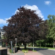 Rotbuche Schauenburger Straße