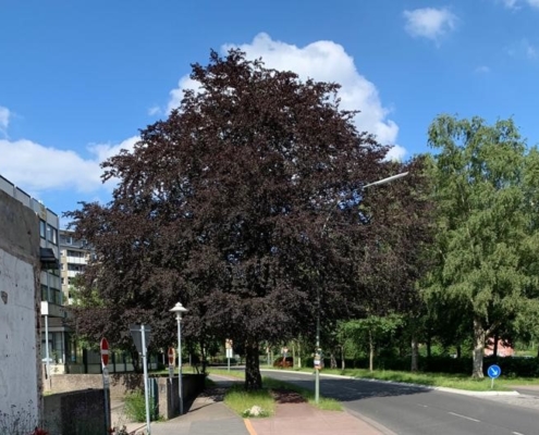 Rotbuche Schauenburger Straße